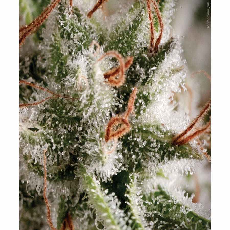 Sensi seeds Autoflowering